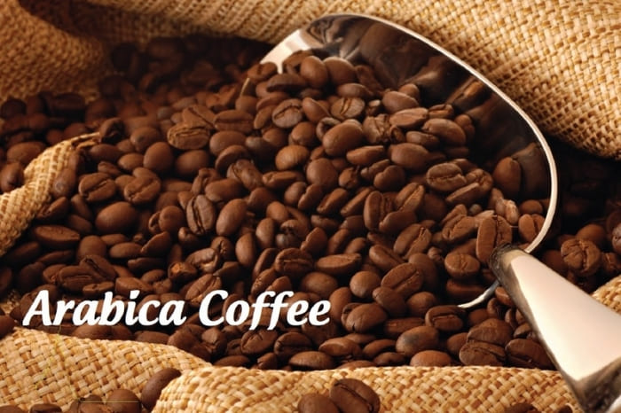phân biệt các loại hạt cà phê
